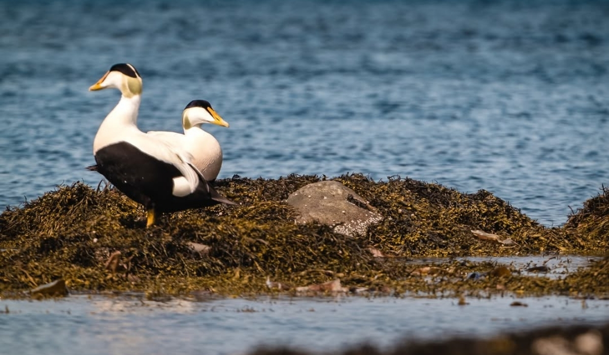 World Waterfowl Day